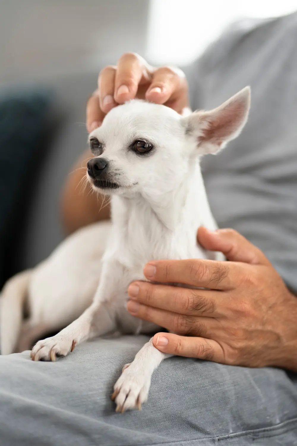 Person gently examining dog's neck lump at home
