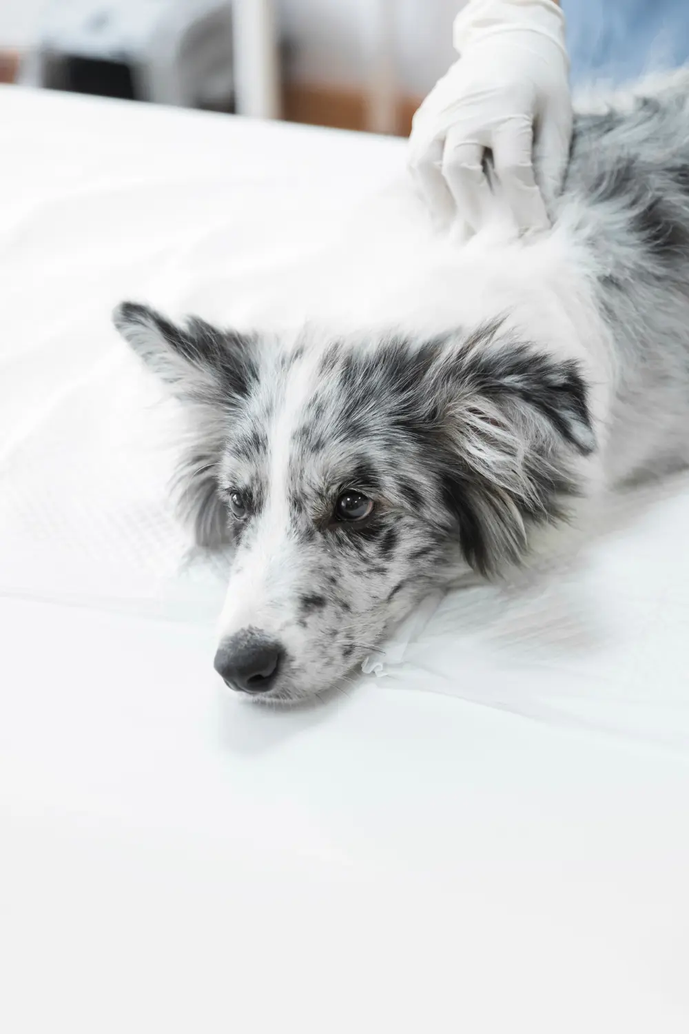 Dog showing signs of neck mass distress needing emergency veterinary care