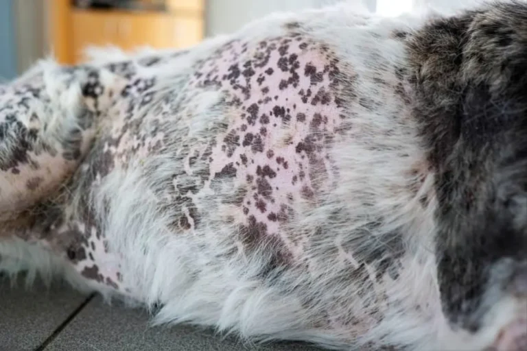 Dog Mange Symptoms 1