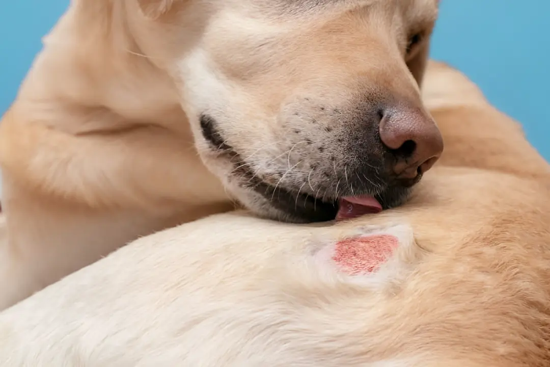 Emergency signs of dog mange requiring veterinary care