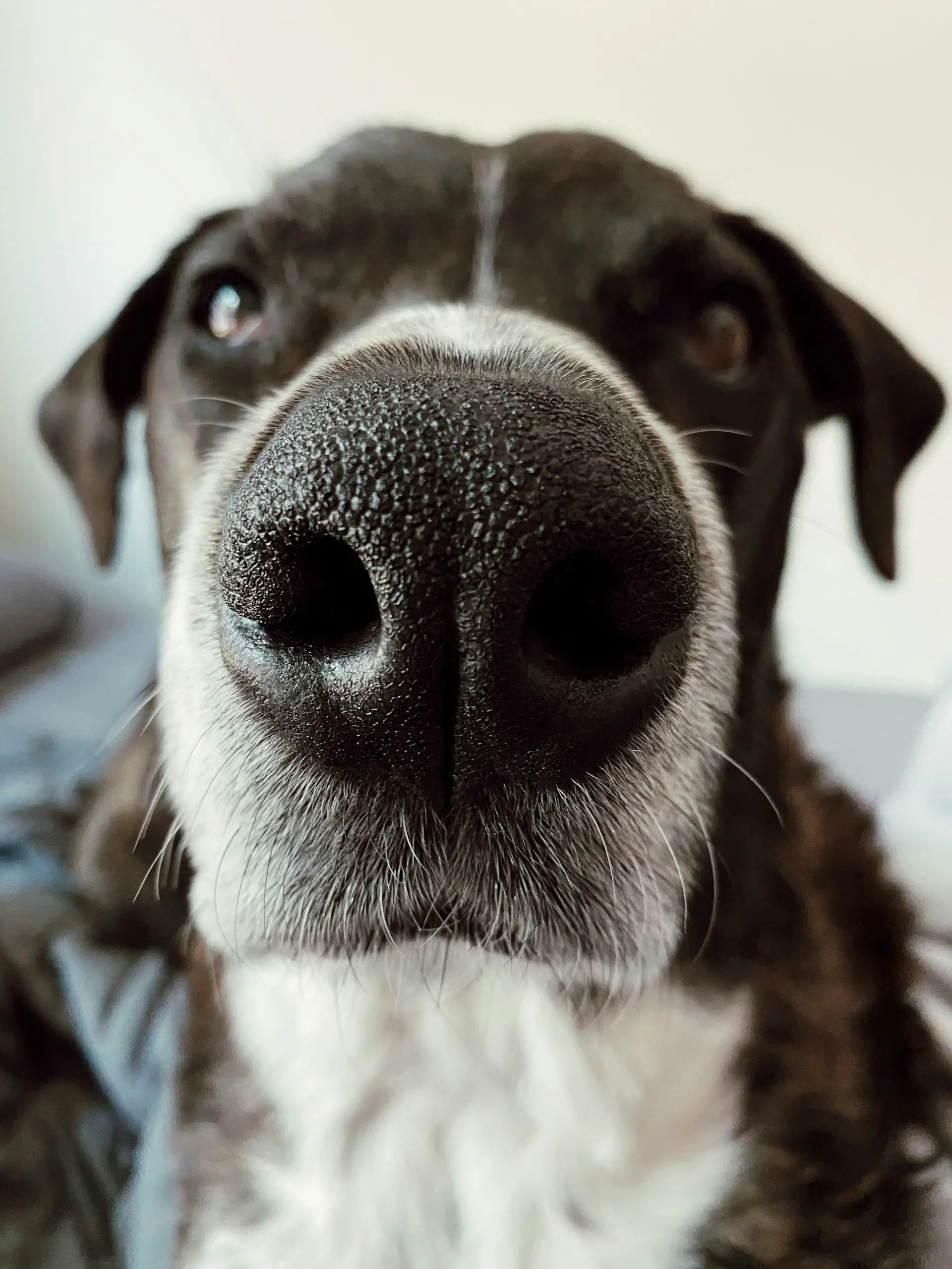 Person caring for dog with dry cracked nose at home