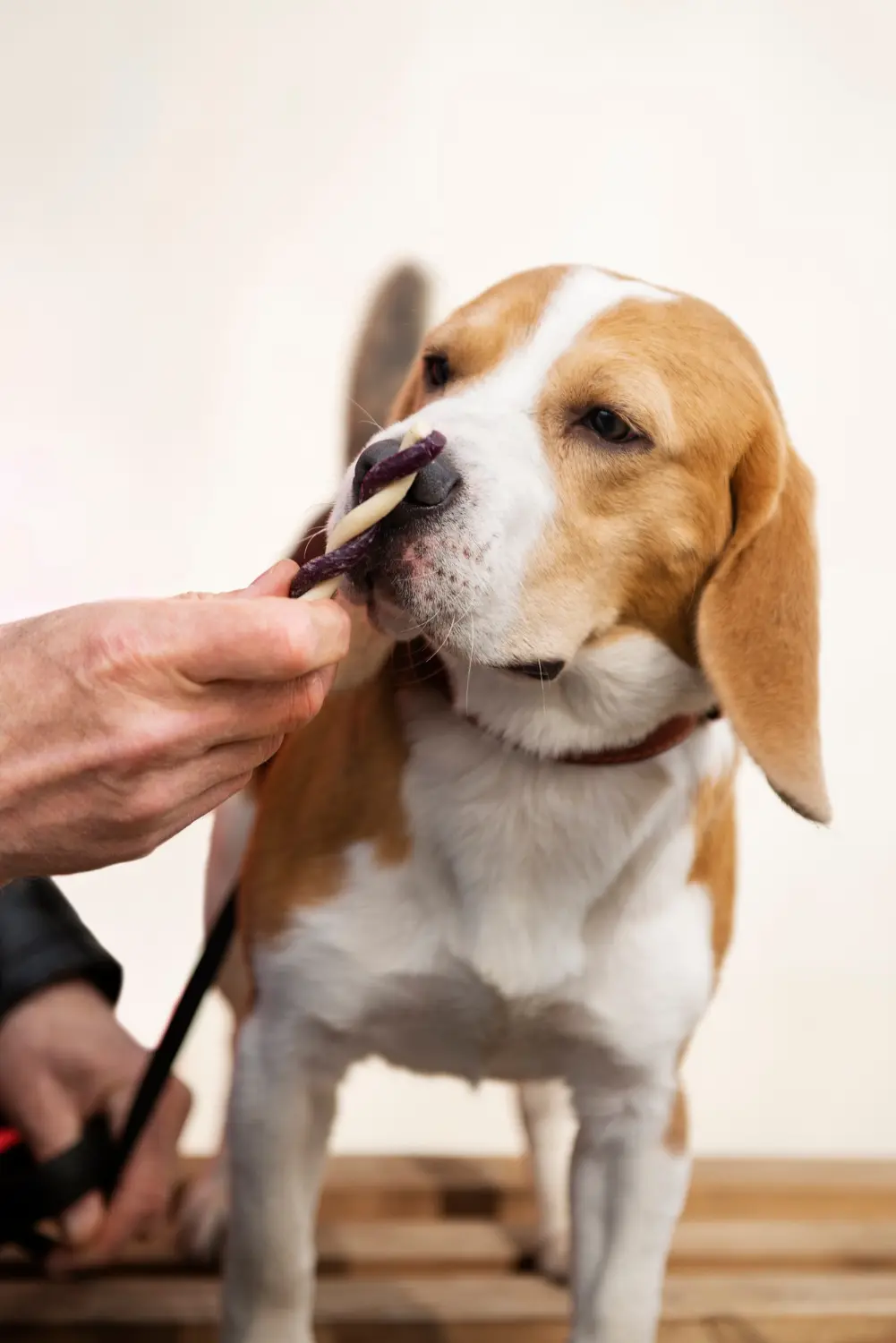 Dog showing signs of nasal distress needing emergency veterinary care