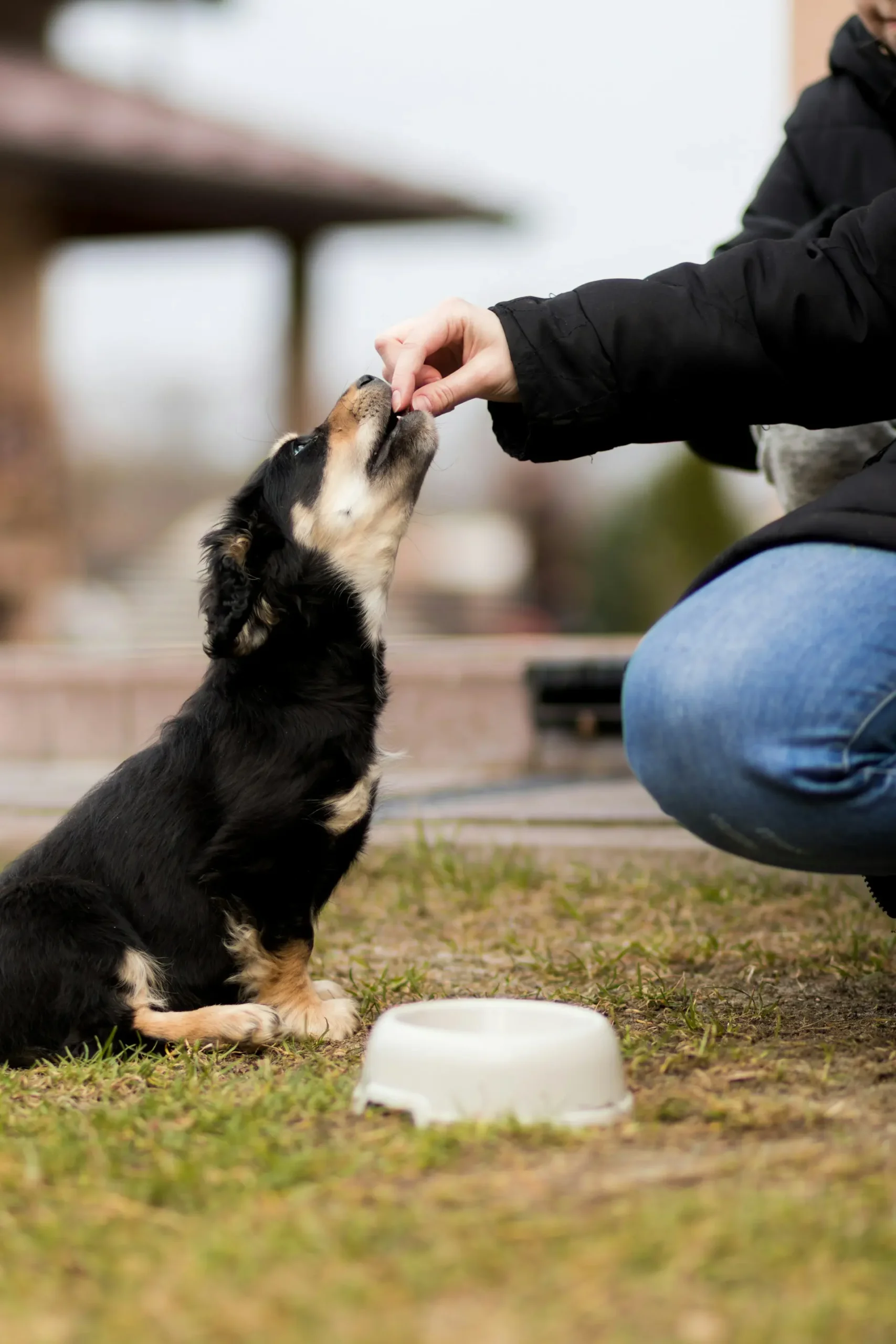 Dog showing signs of appetite loss distress needing emergency veterinary care