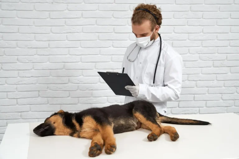 Dog Not Moving 1