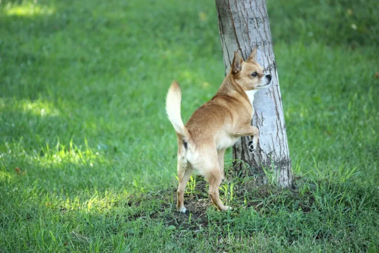 Dog Not Peeing 1