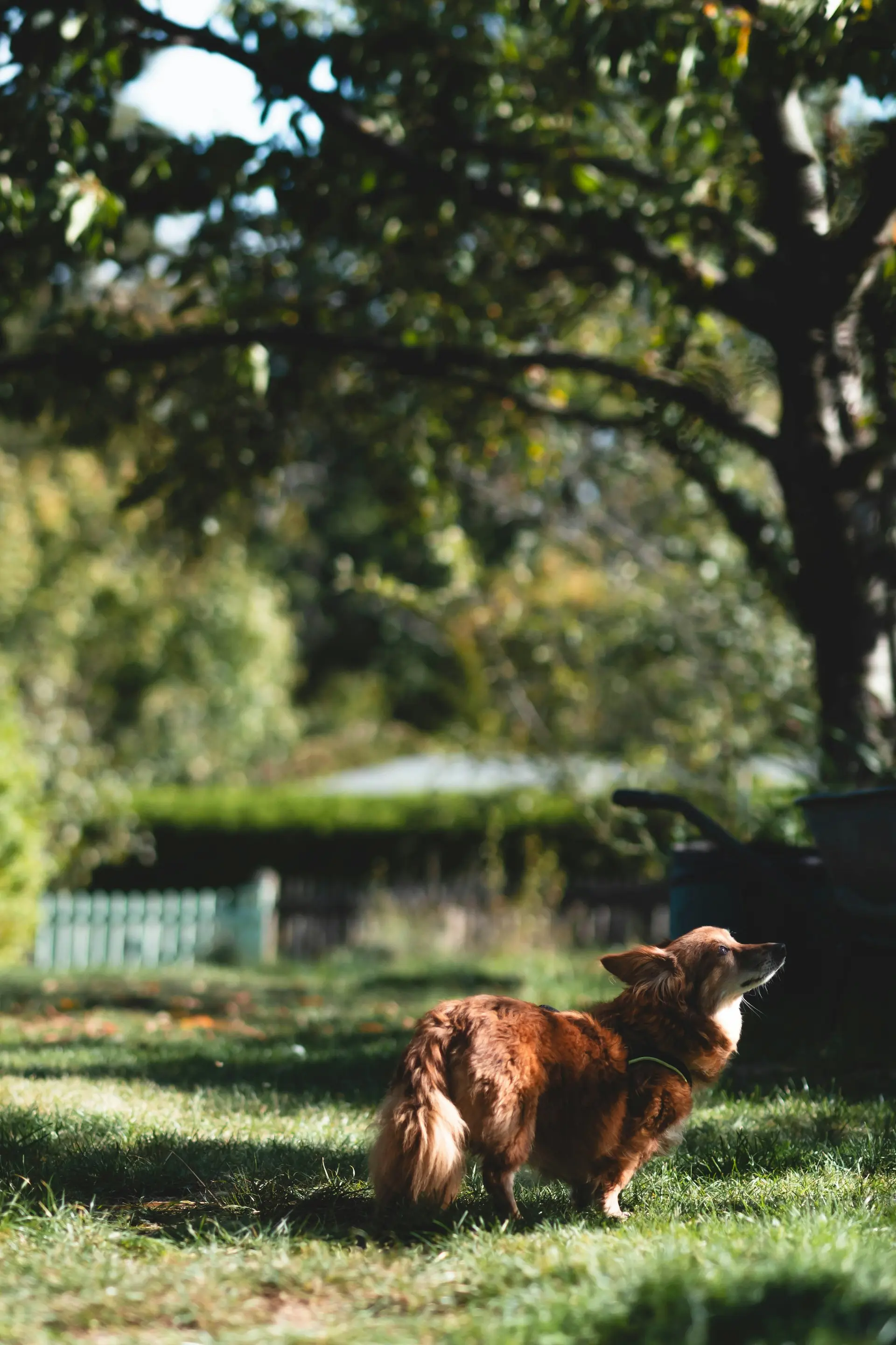 Dog struggling to urinate at home