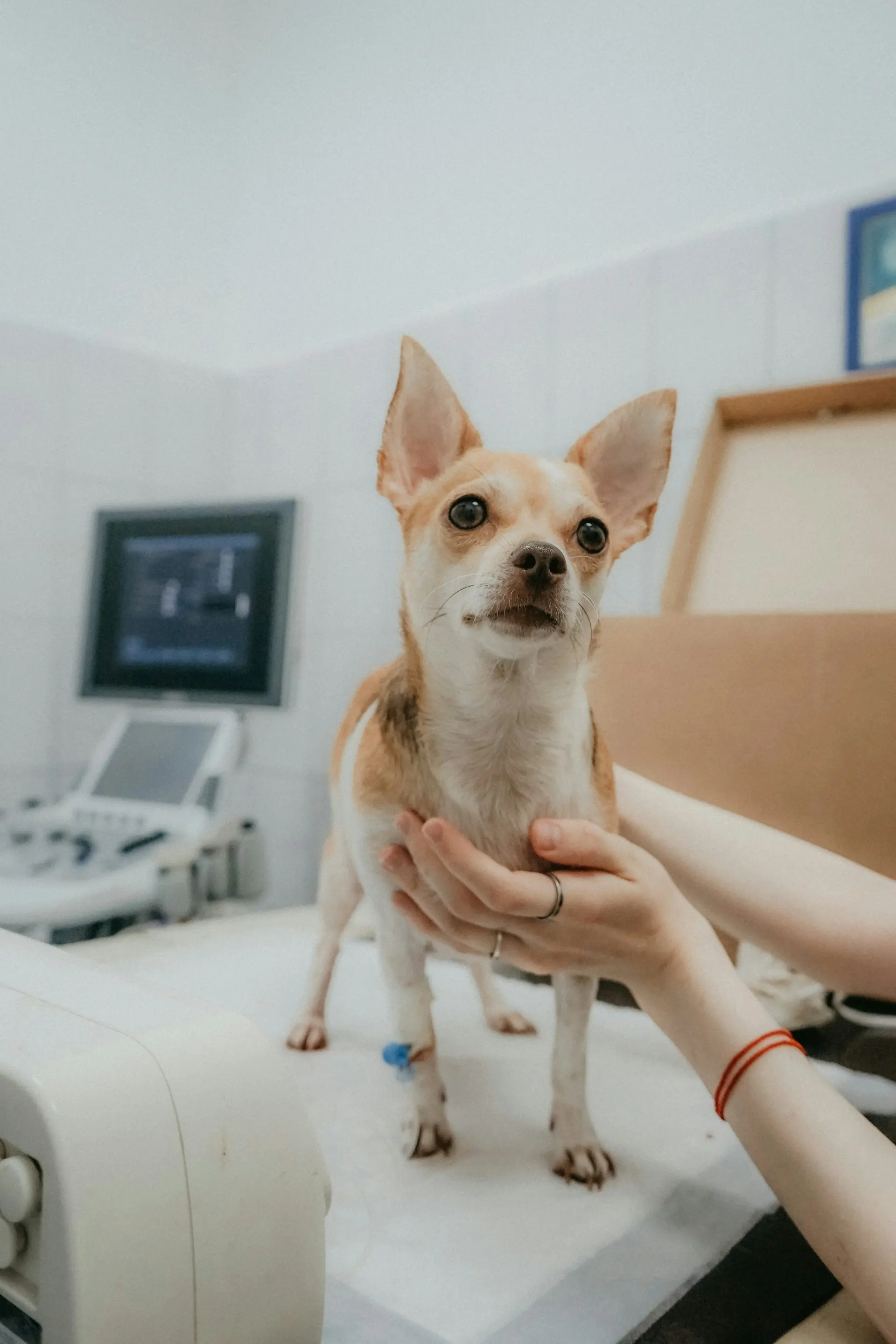Dog showing signs of urinary distress needing emergency veterinary care
