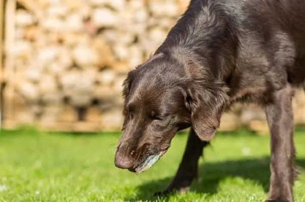 Dog Pancreatitis Symptoms 1