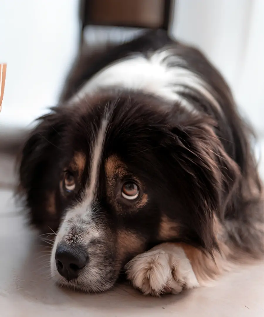 Dog showing signs of pancreatitis requiring clinical assessment