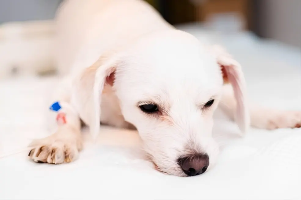 Dog with severe pancreatitis symptoms requiring emergency veterinary care