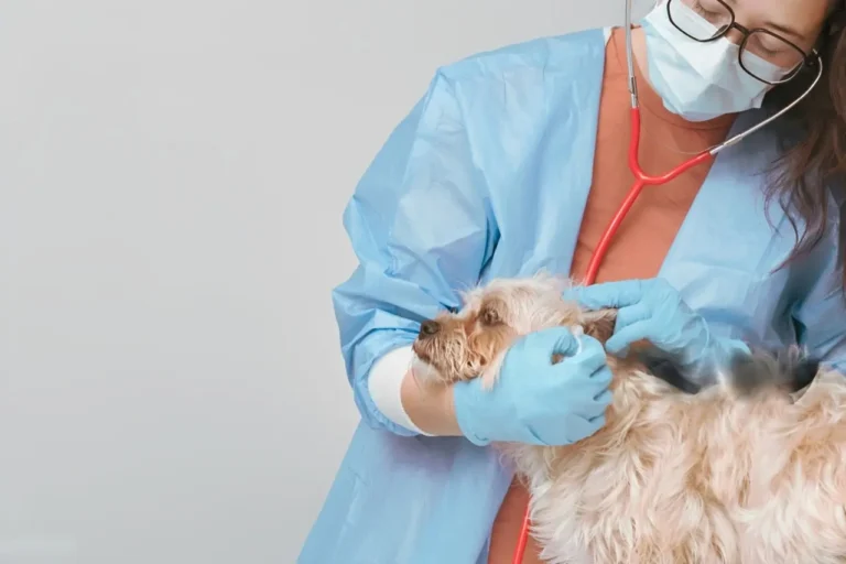 Dog Parvovirus Symptoms 1