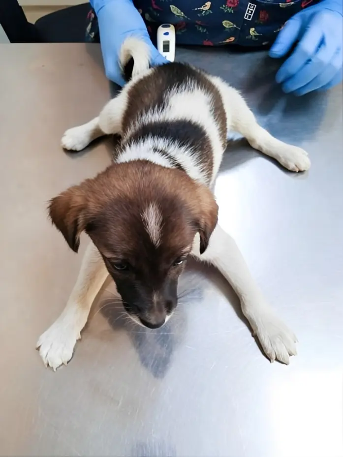Dog showing signs of parvovirus requiring clinical assessment