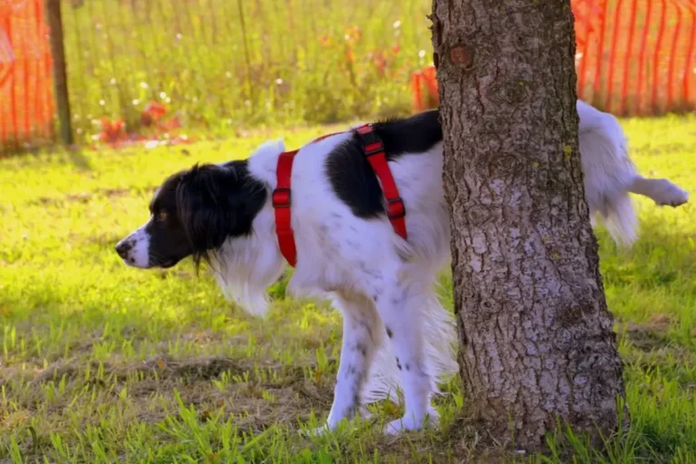 Dog Peeing Blood 1
