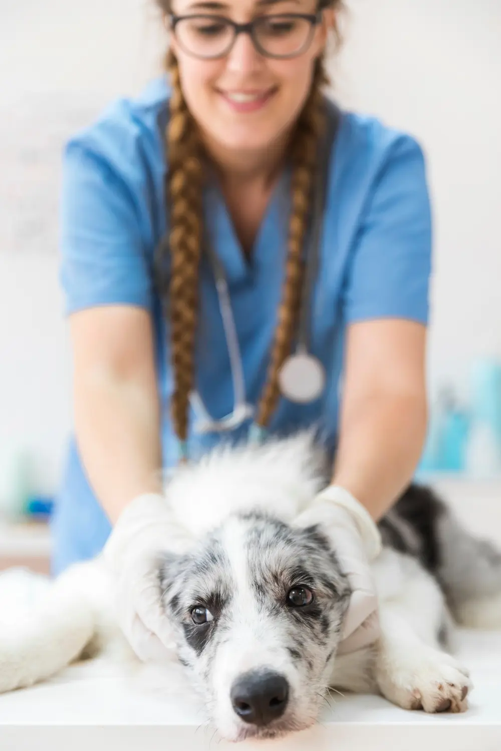 Dog showing signs of urinary distress needing emergency veterinary care