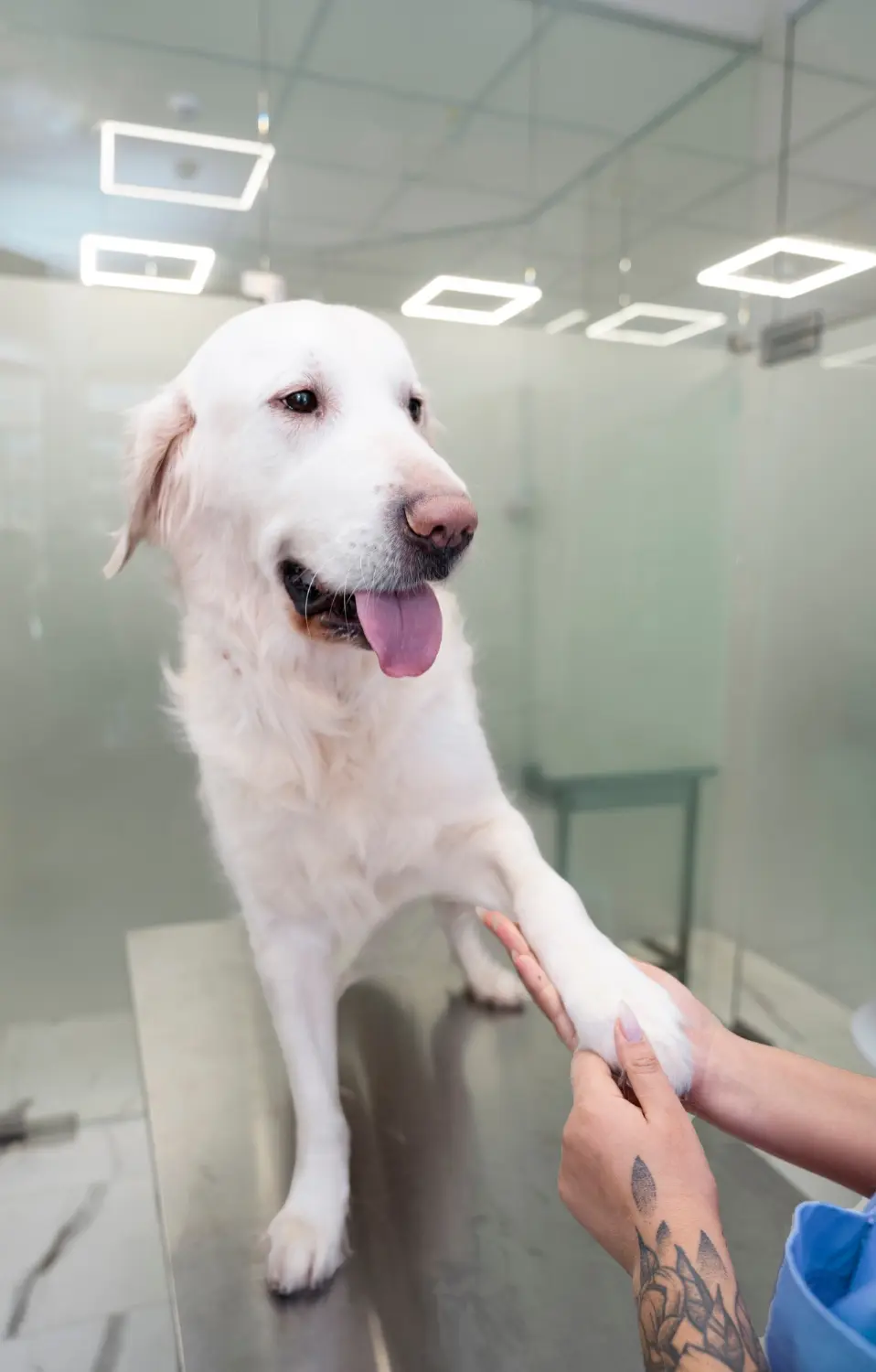 Dog showing signs of urinary distress needing emergency veterinary care