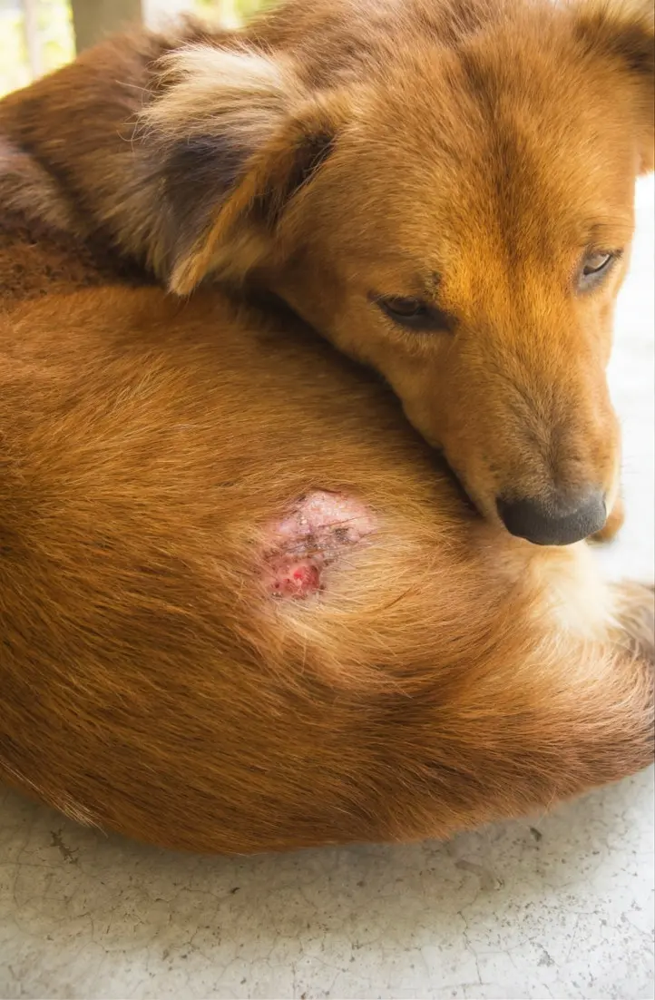 Dog showing signs of ringworm requiring clinical assessment