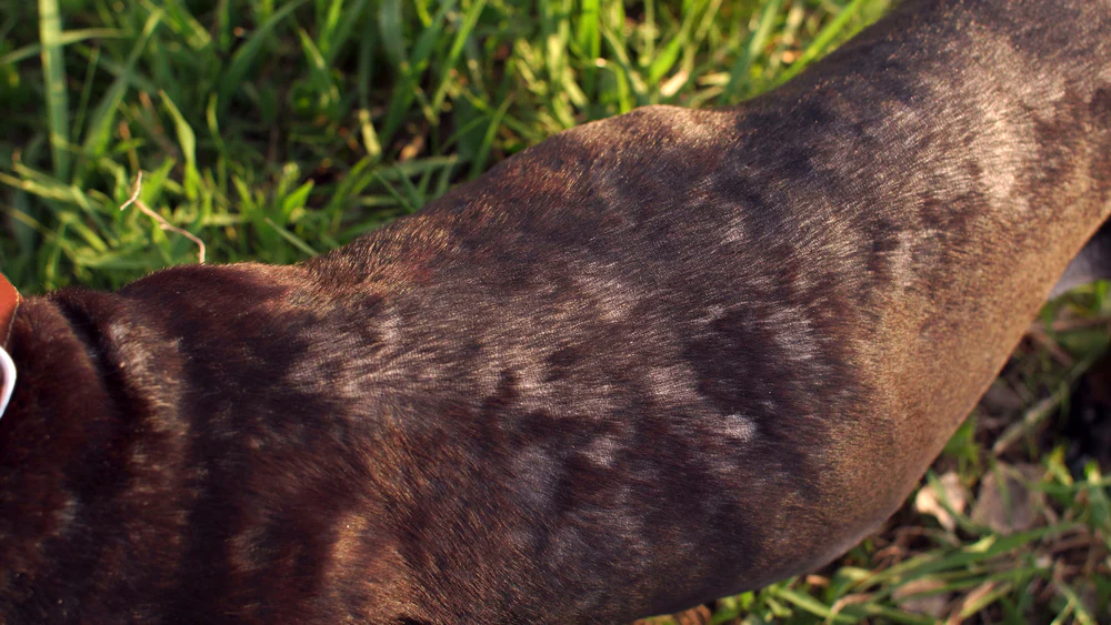 Pet owner using Veterinary AI to assess dog ringworm symptoms