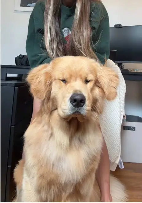 Person lovingly caring for dog at home