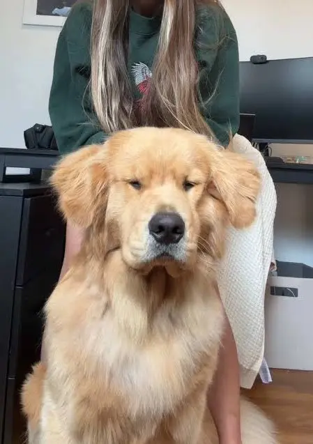 Dog Scratching Ears 2