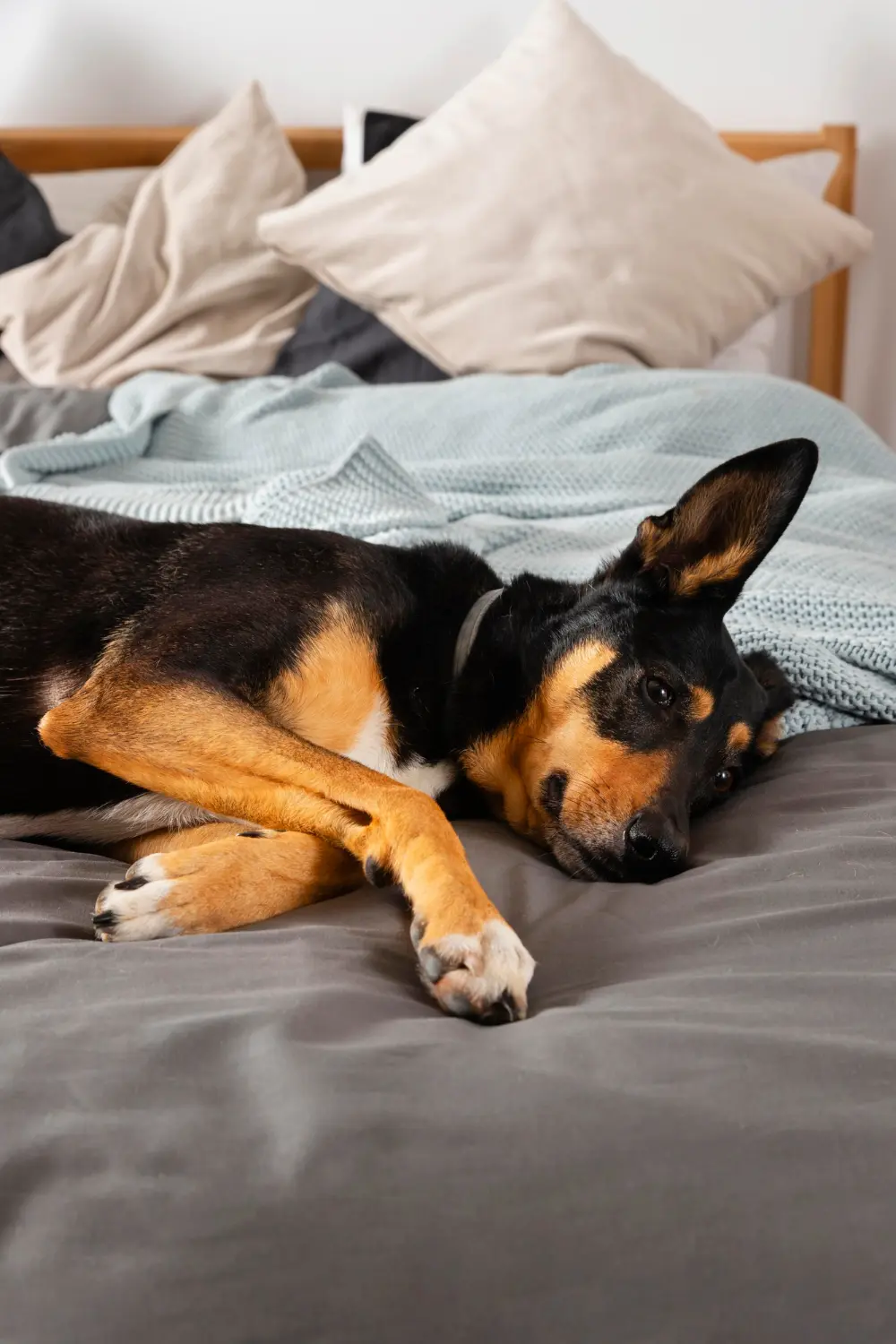 Dog showing signs of seizure requiring clinical assessment