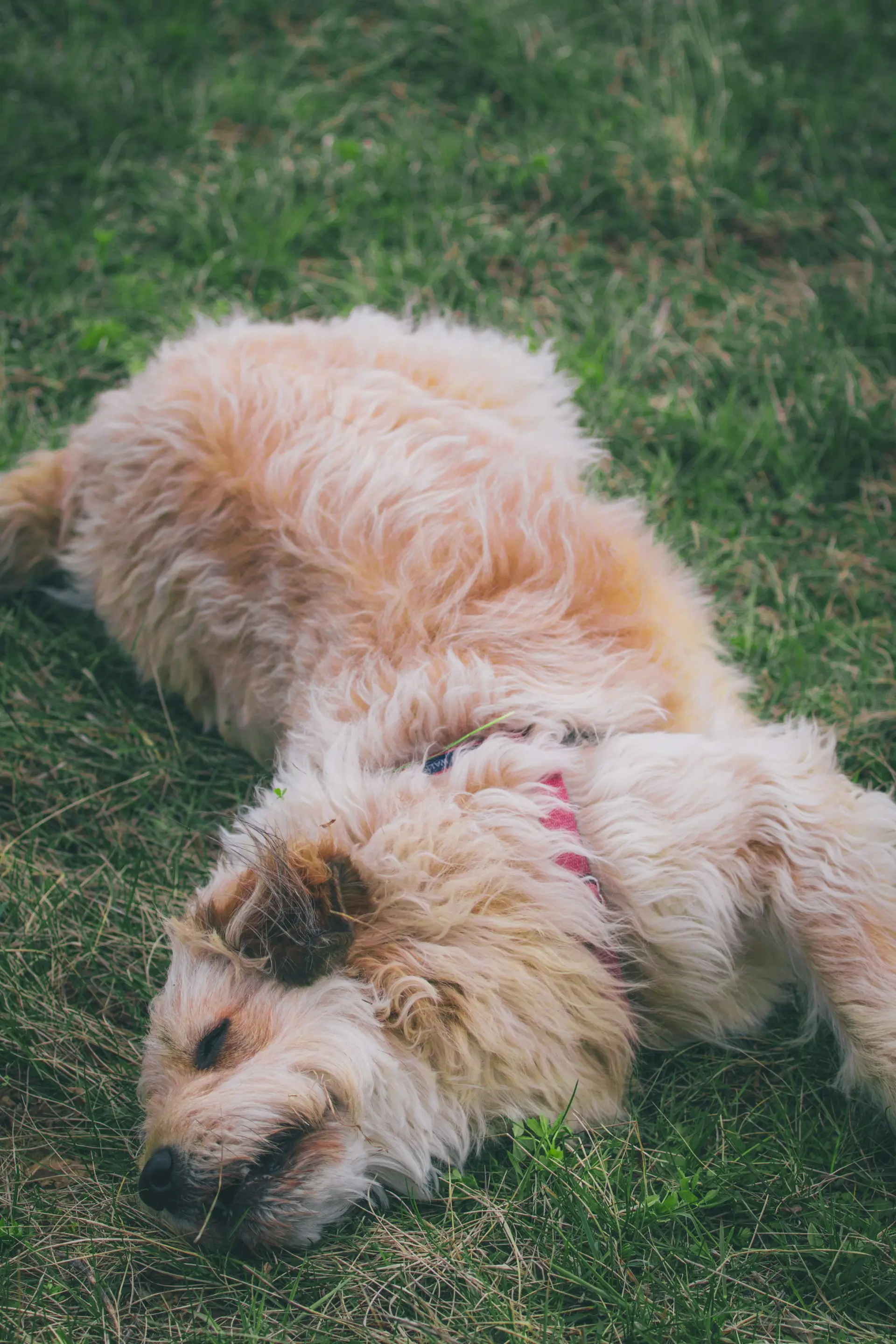 Dog showing signs of seizure needing emergency veterinary care
