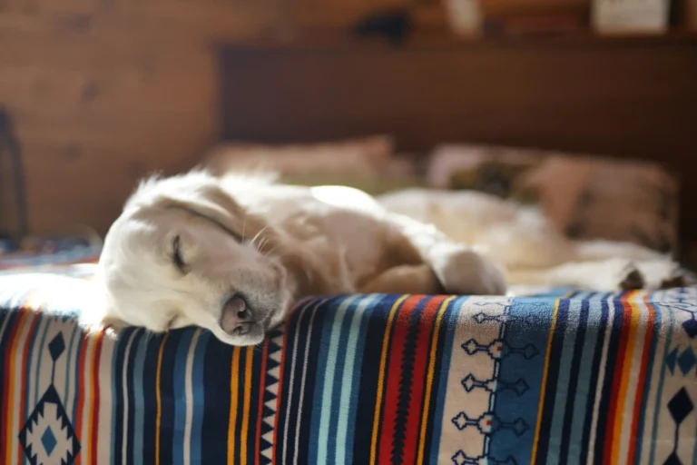 Dog Seizure While Sleeping 1
