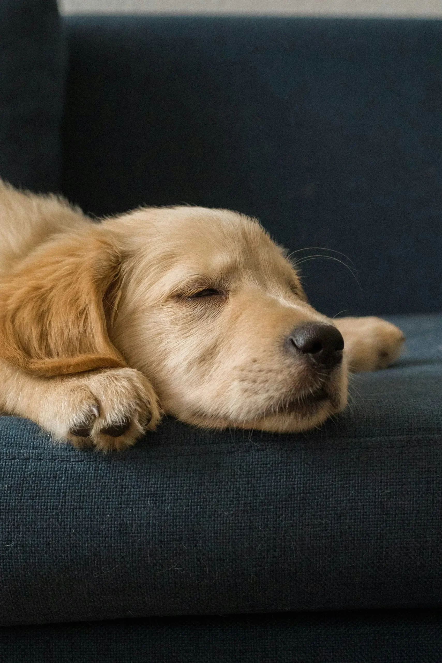 Dog having a seizure while sleeping requiring clinical assessment