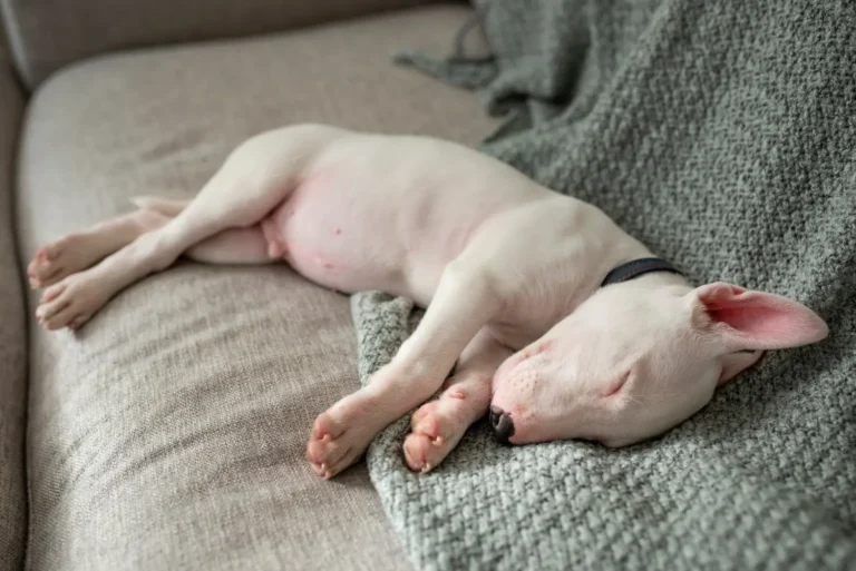 Dog Sleeping Too Much 1