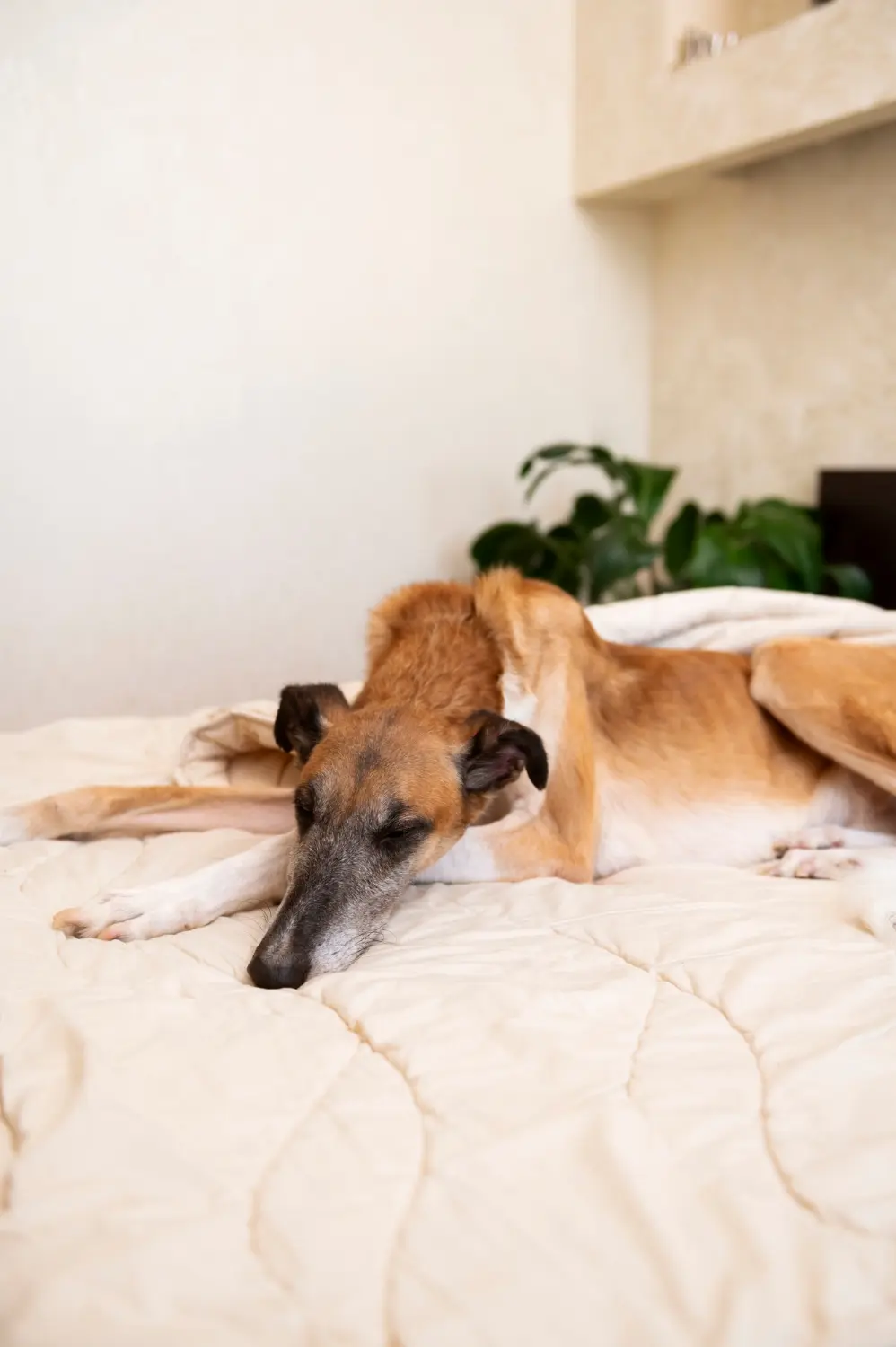 Dog sleeping excessively showing signs of lethargy requiring clinical assessment