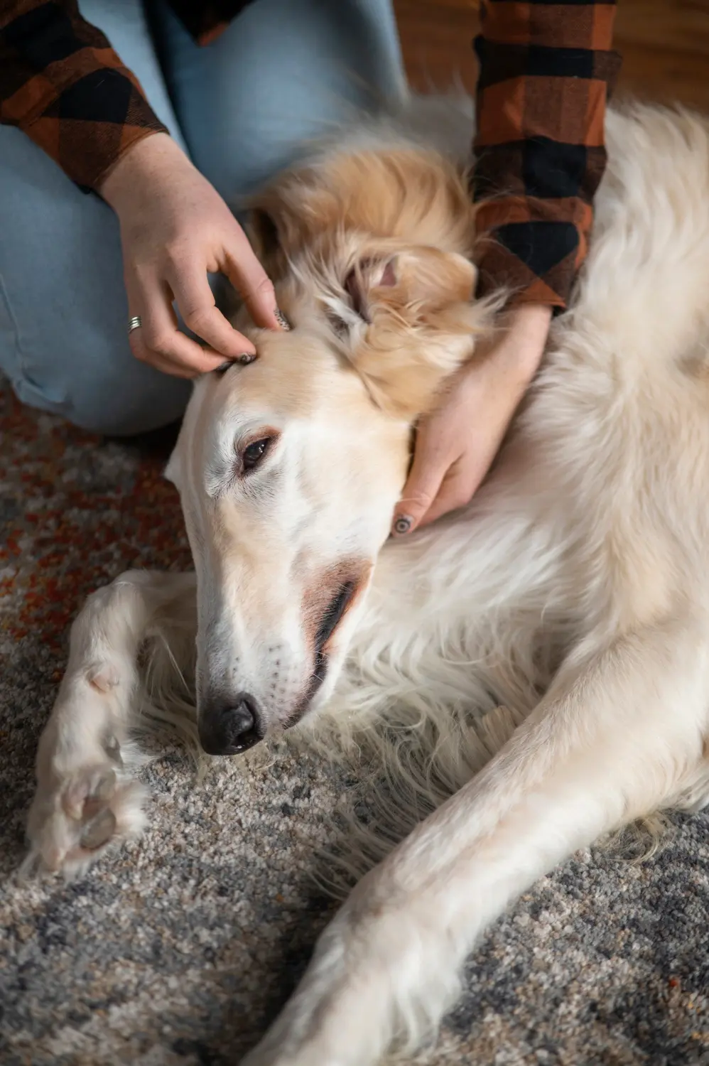 Dog showing signs of severe lethargy needing emergency veterinary care