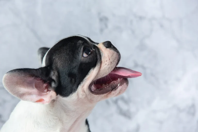 Dog Sneezing A Lot 1