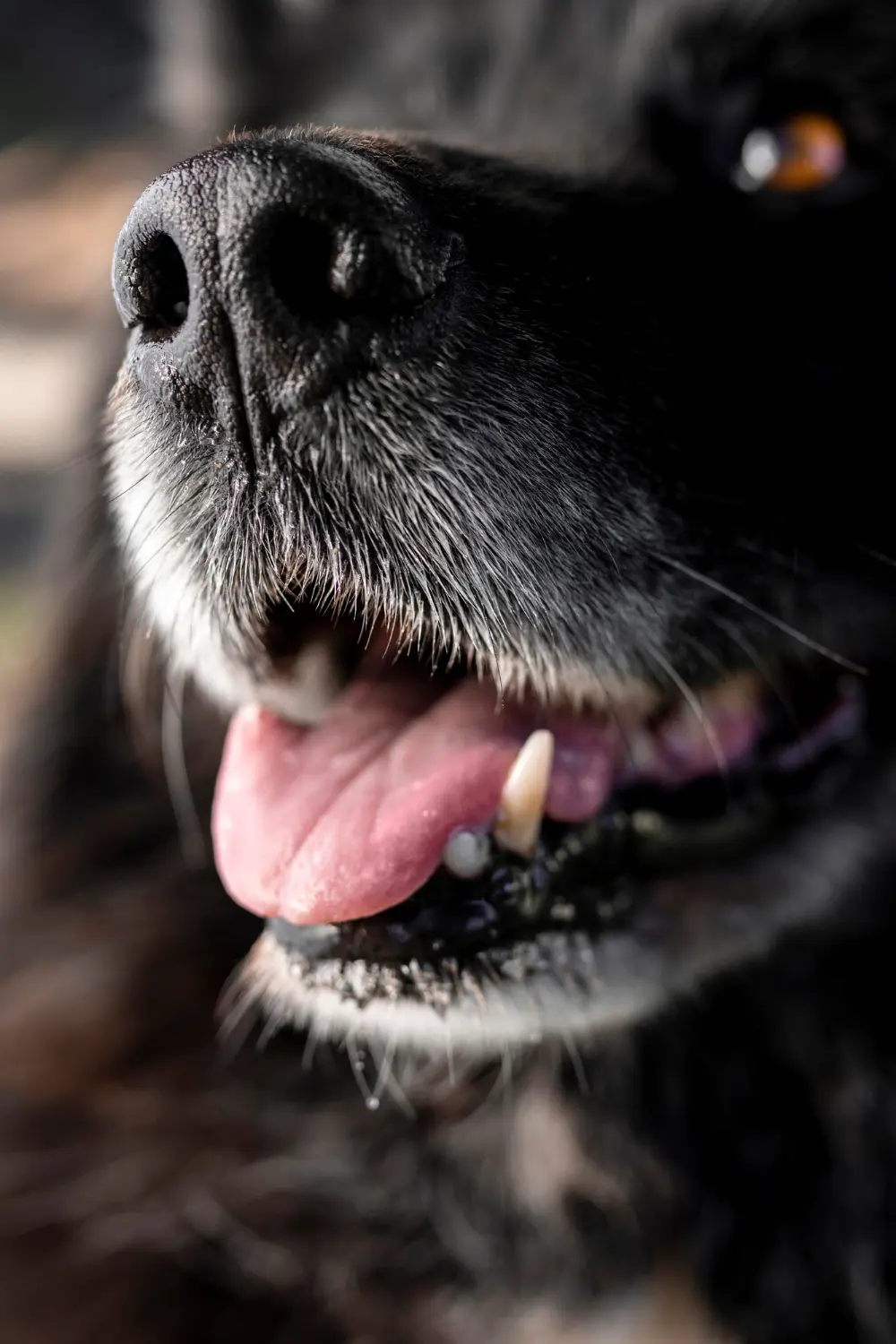 Dog sneezing frequently at home