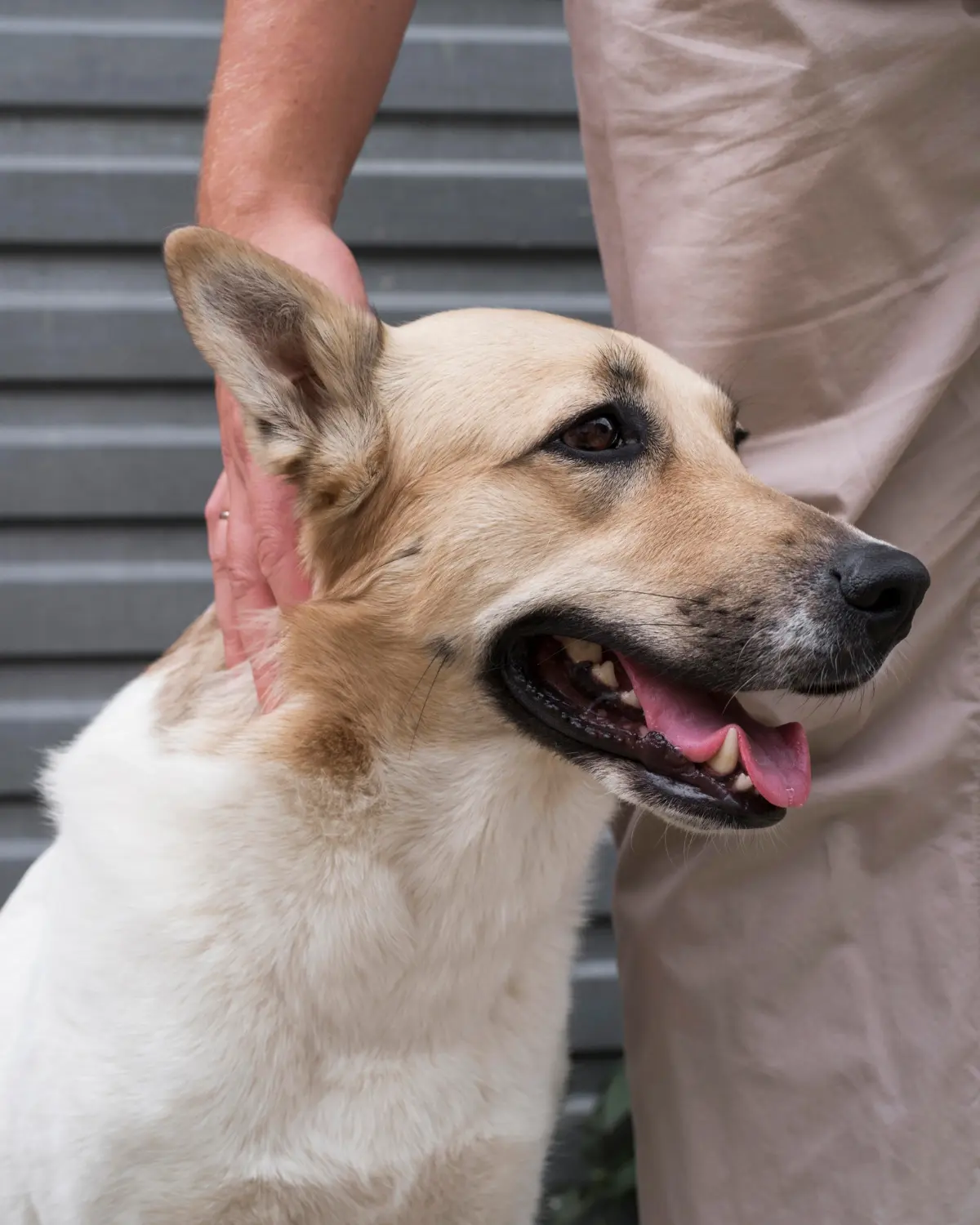 Dog showing signs of respiratory distress needing emergency care