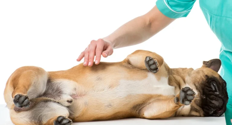 Dog Swollen Belly 1
