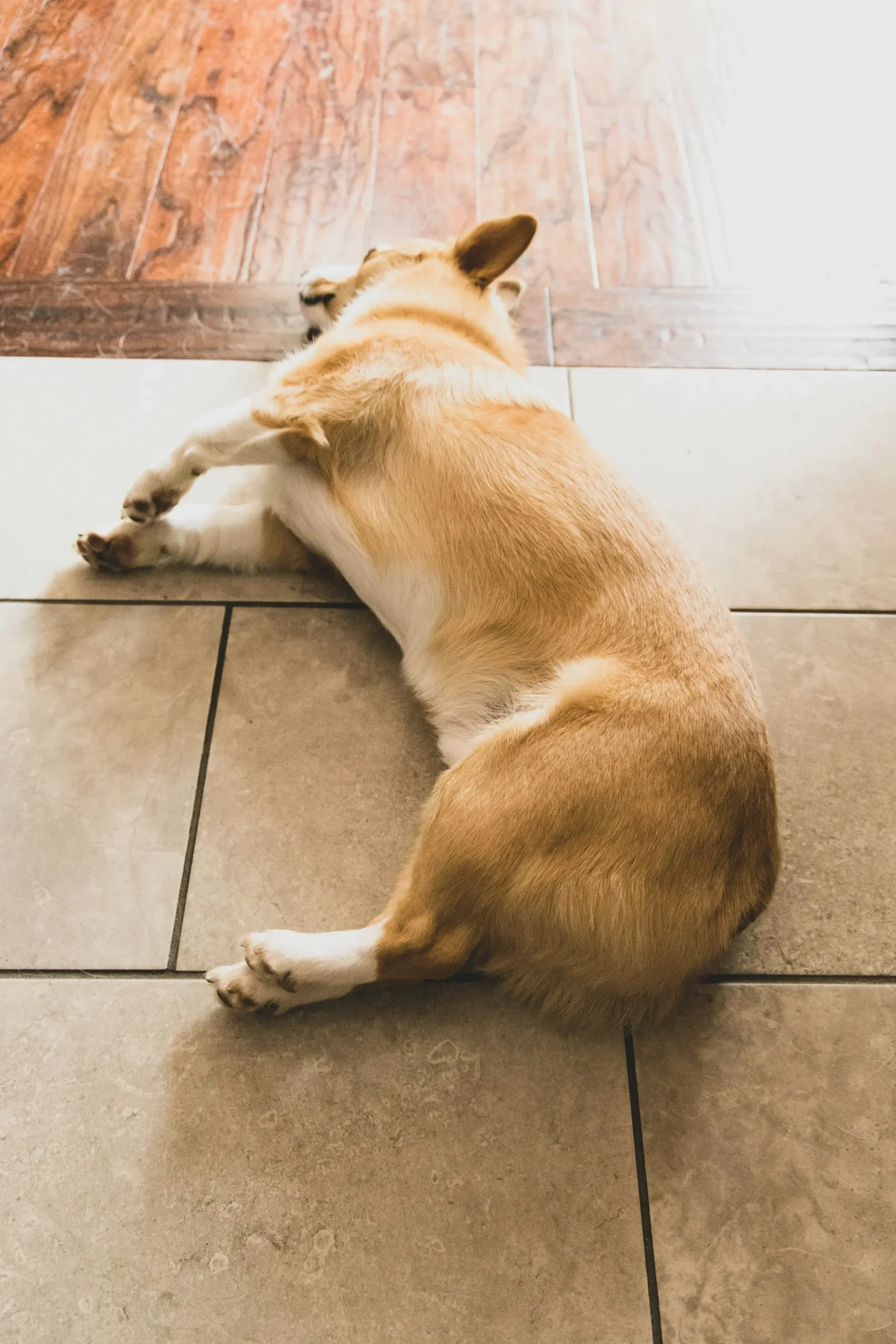 Person gently examining dog's swollen belly at home