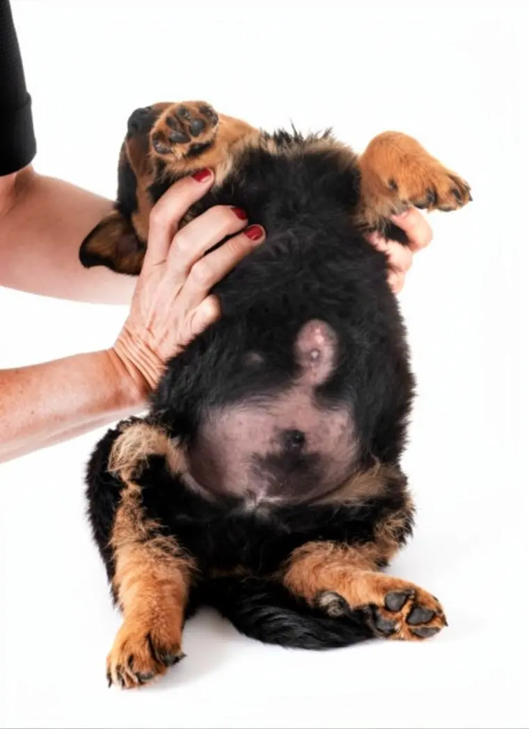 Dog showing signs of abdominal distress needing emergency veterinary care