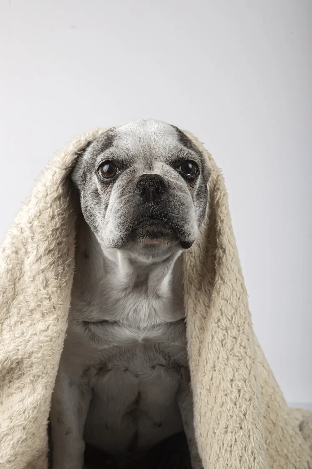 Person gently examining dog's facial swelling at home