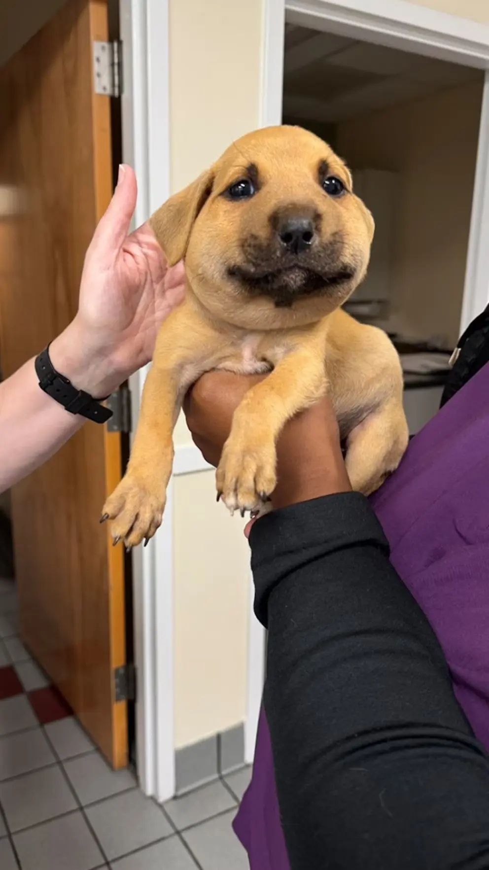 Dog showing signs of facial swelling distress needing emergency veterinary care
