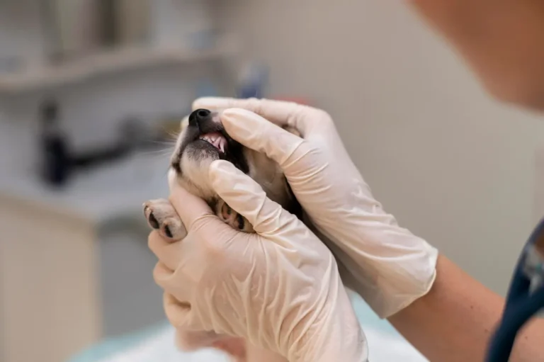 Dog Teeth Problems 1
