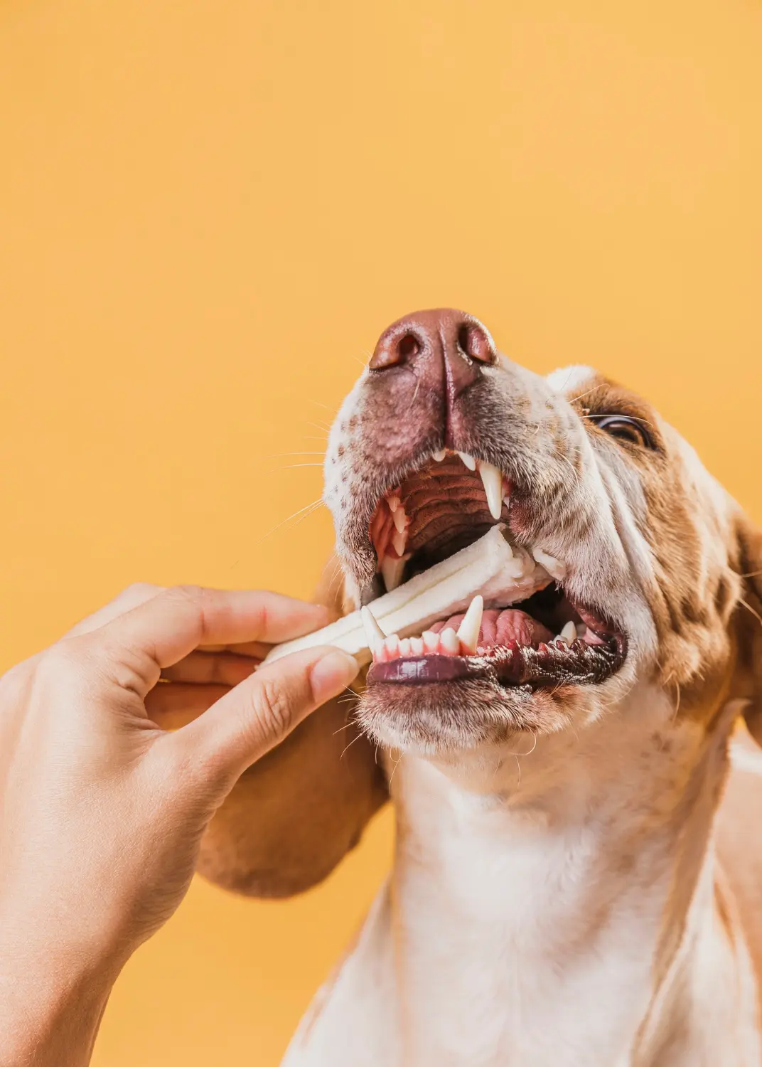 Dog showing signs of dental problems requiring clinical assessment