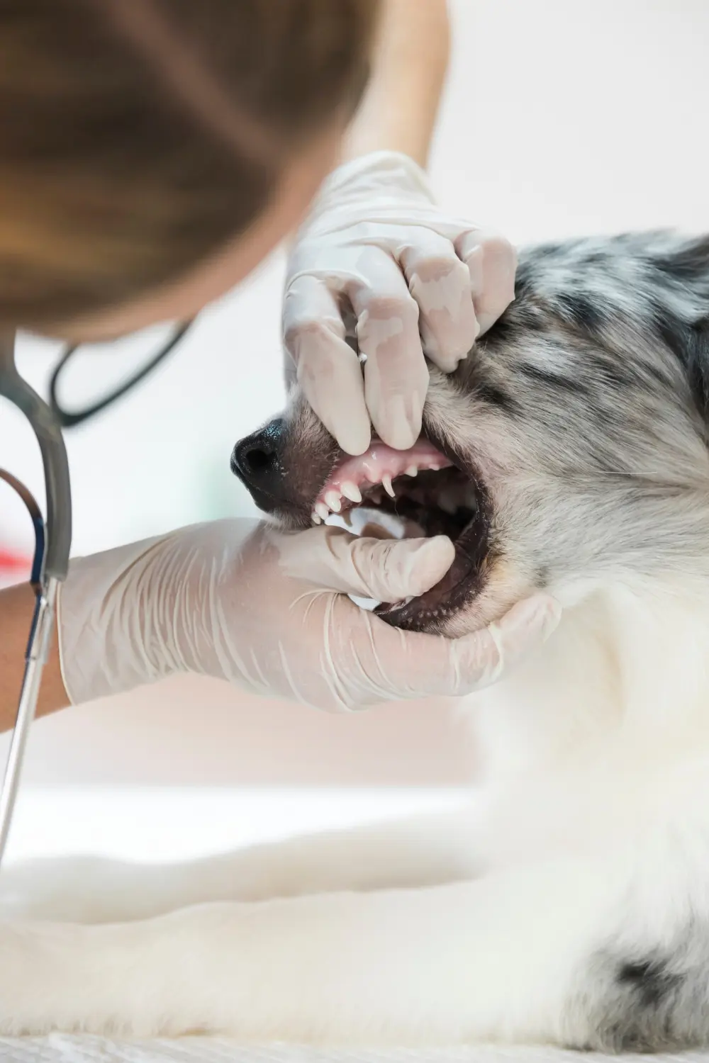 Dog showing signs of severe dental problems needing emergency veterinary care