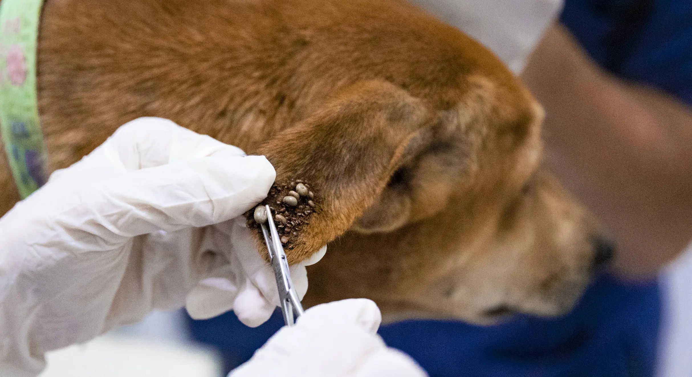 Emergency signs after tick removal requiring veterinary care