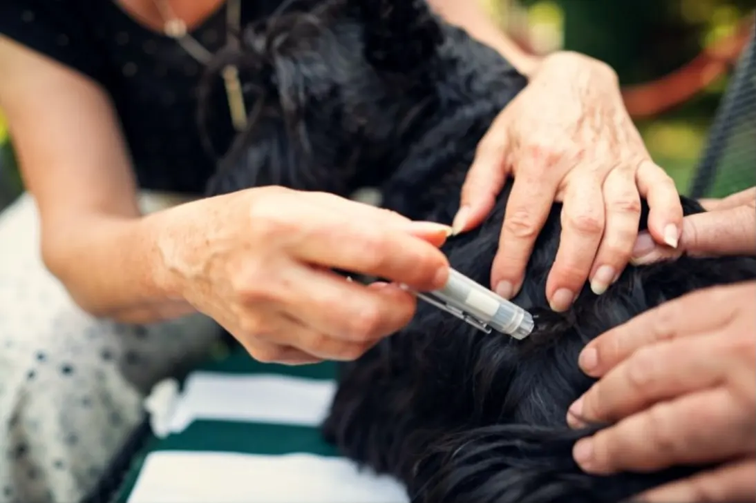 Safe tick removal and home care guidelines for dogs