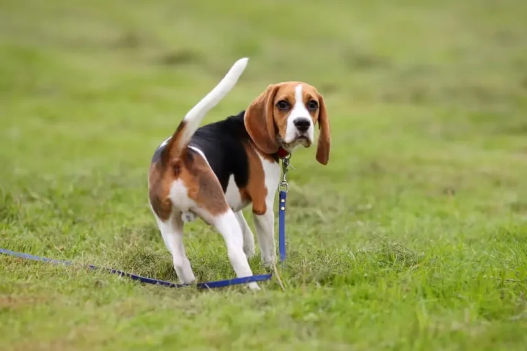 Dog Walking In Circles 1