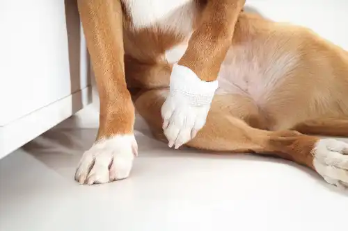 dog limping front leg 1