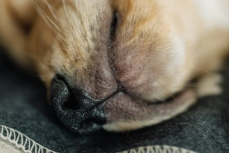 dog nose bleeding 1