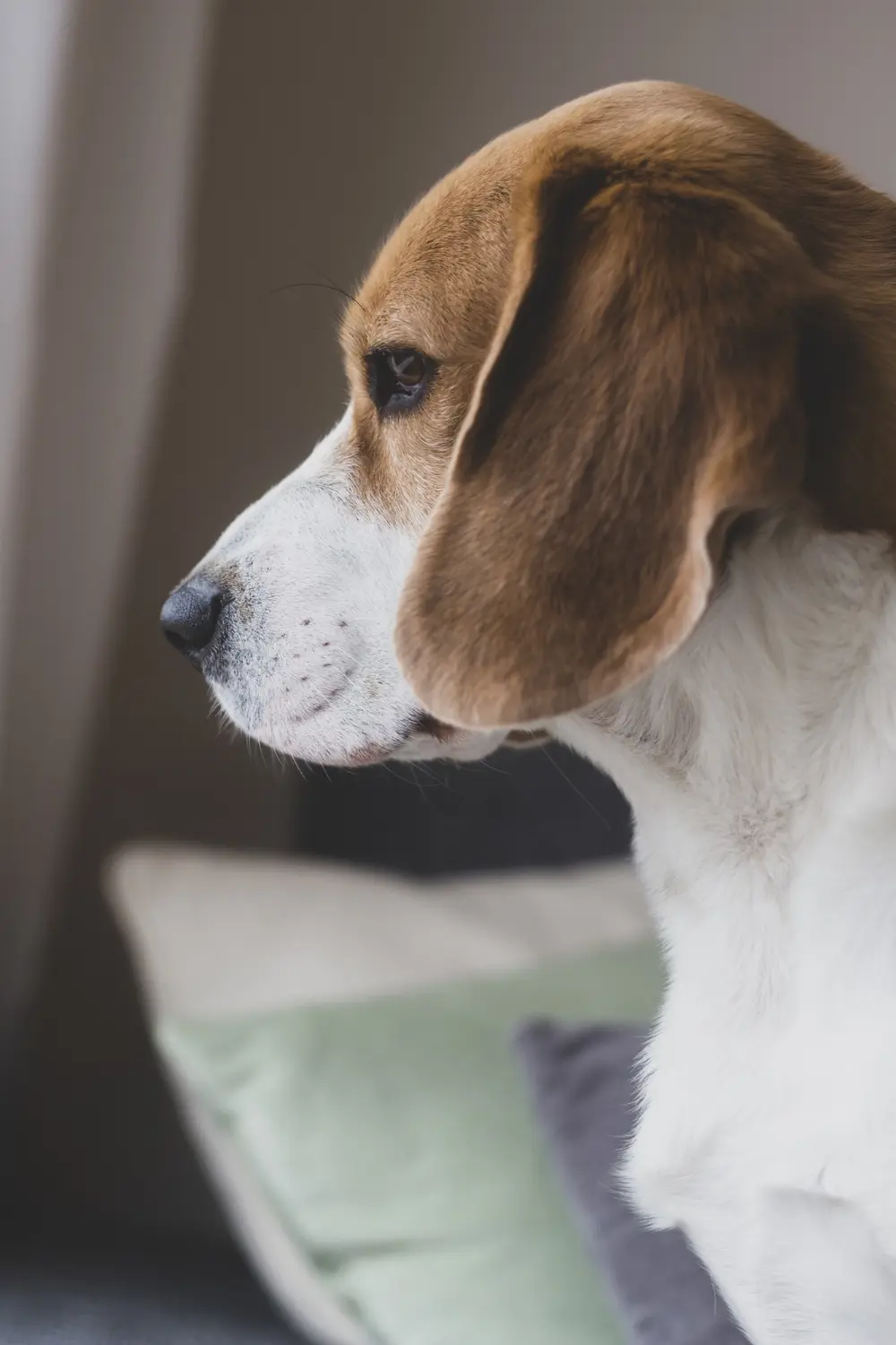 Person lovingly caring for dog with nosebleed at home
