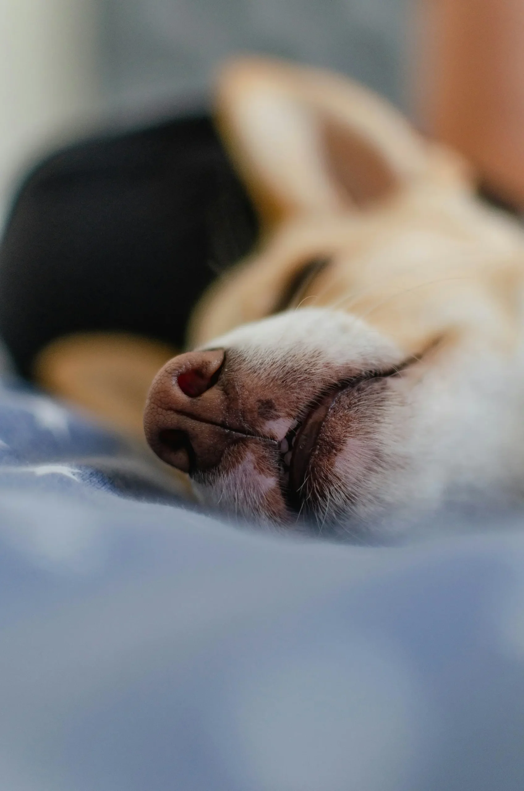Dog showing signs of nasal distress needing emergency veterinary care