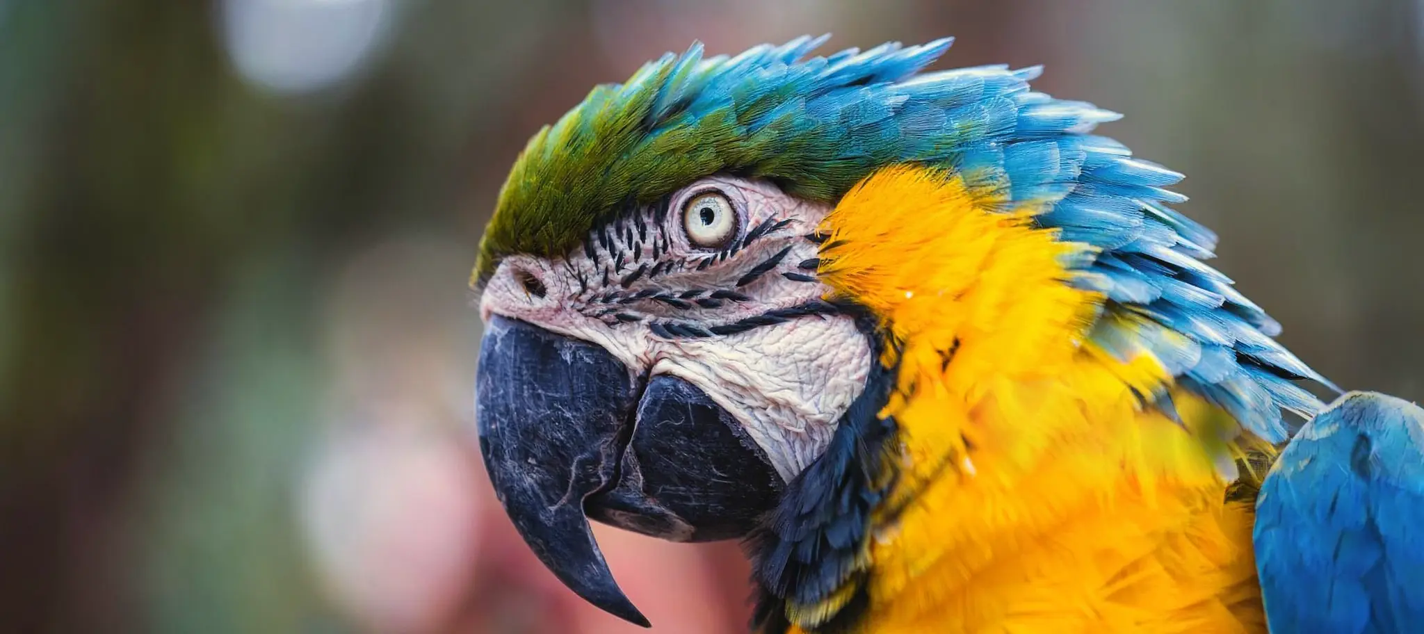 Bird with breathing problems: home care guidelines and clinical monitoring