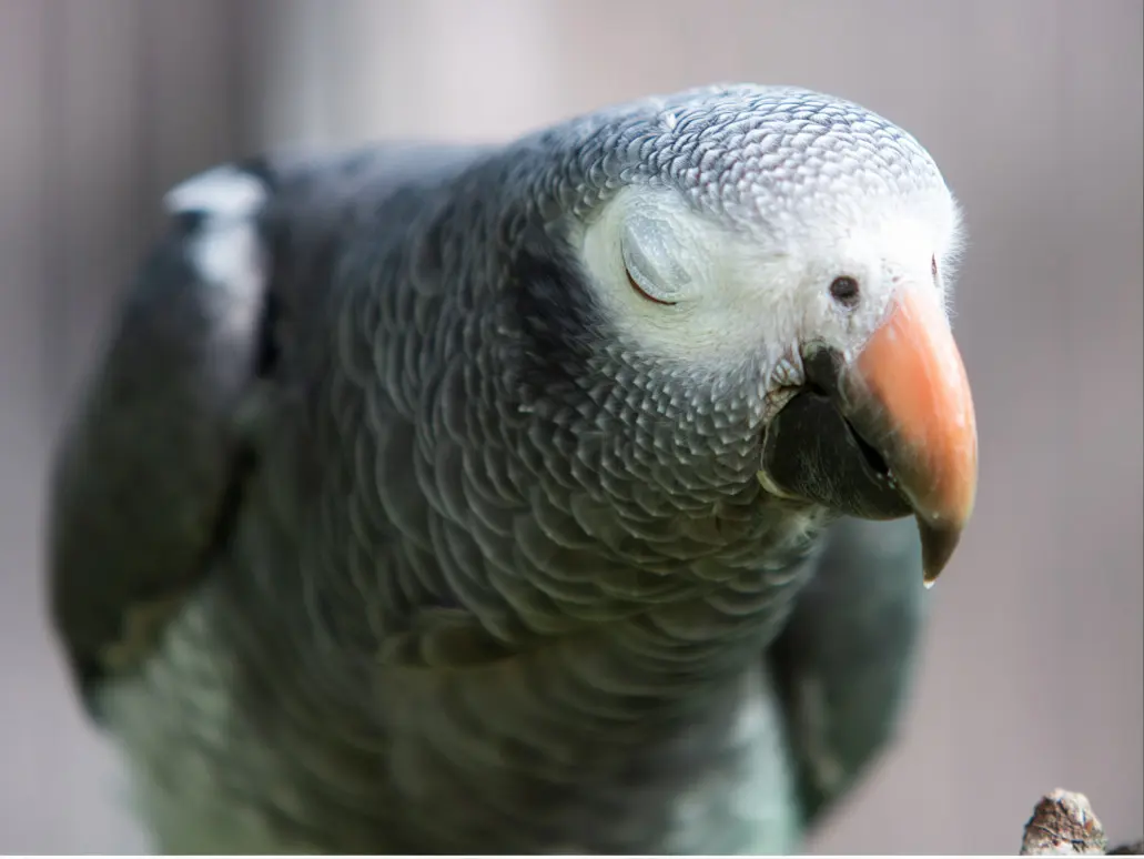 Emergency bird respiratory distress including open-mouth breathing, tail bobbing, and cyanosis requiring prompt avian veterinary care